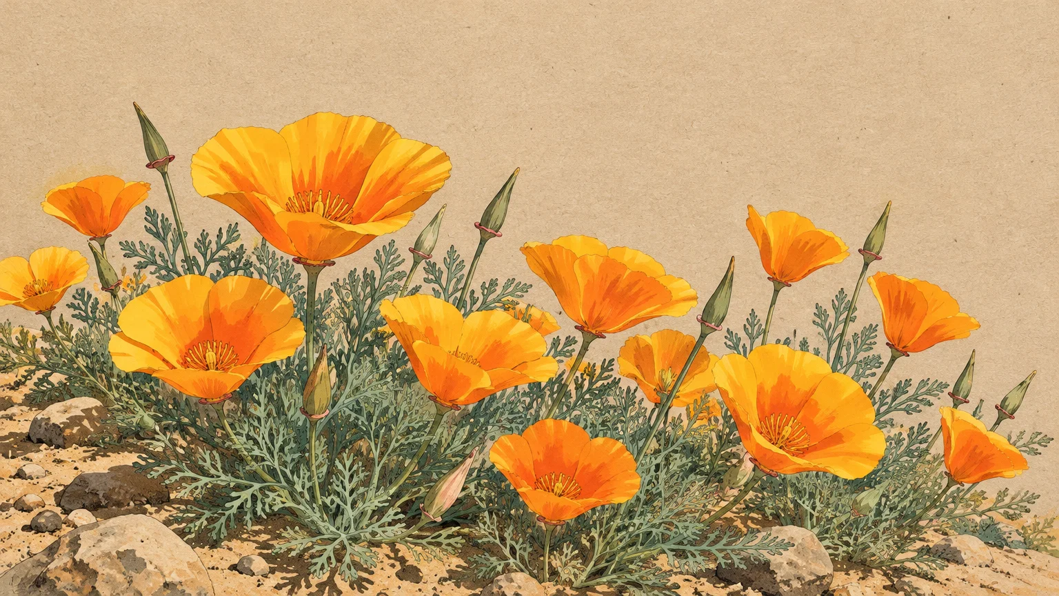 Illustration of vibrant orange California poppies blooming with feathery foliage on rocky, sandy ground.