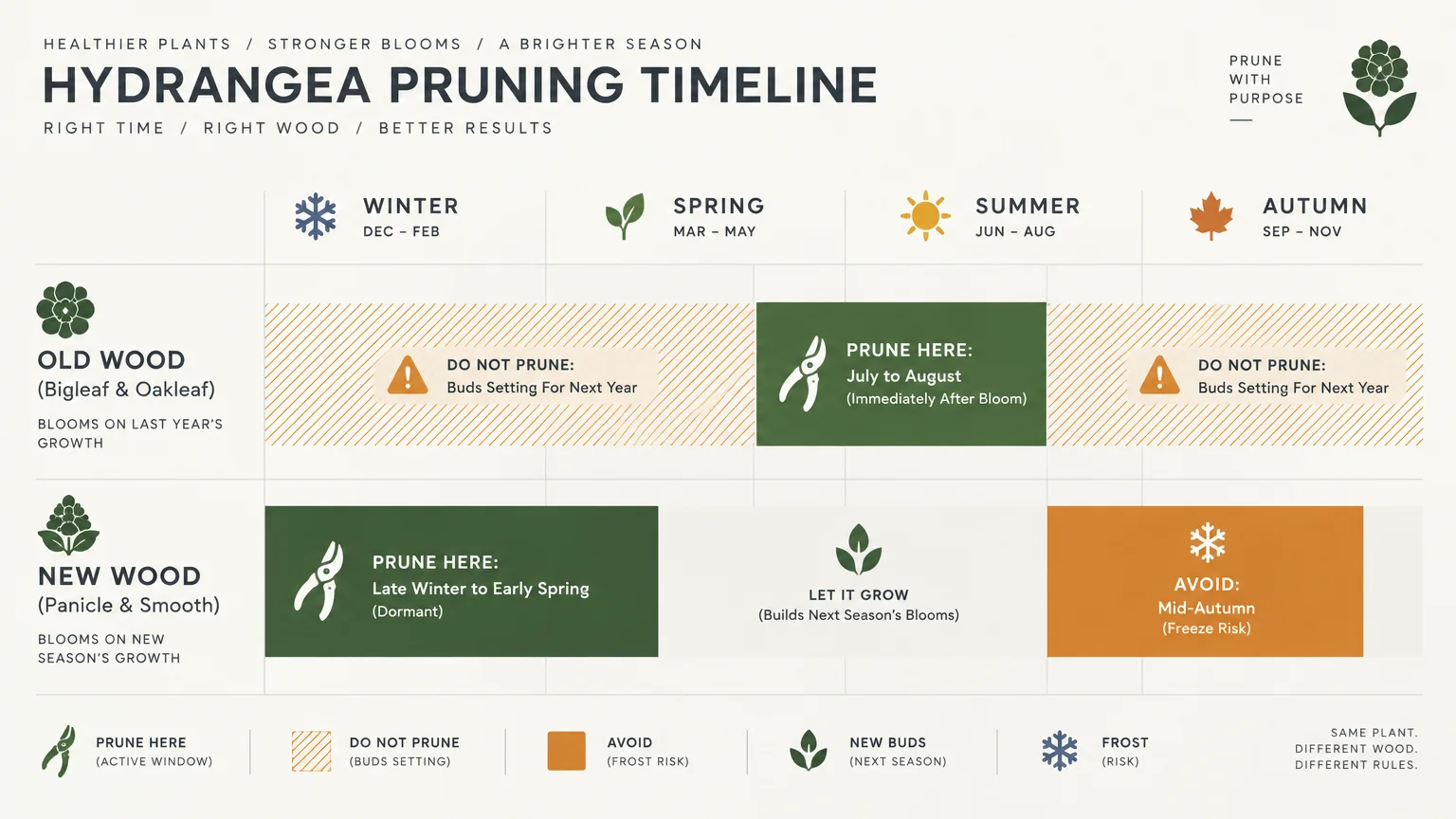 Seasonal timeline diagram comparing pruning schedules for old wood versus new wood hydrangeas across four seasons.