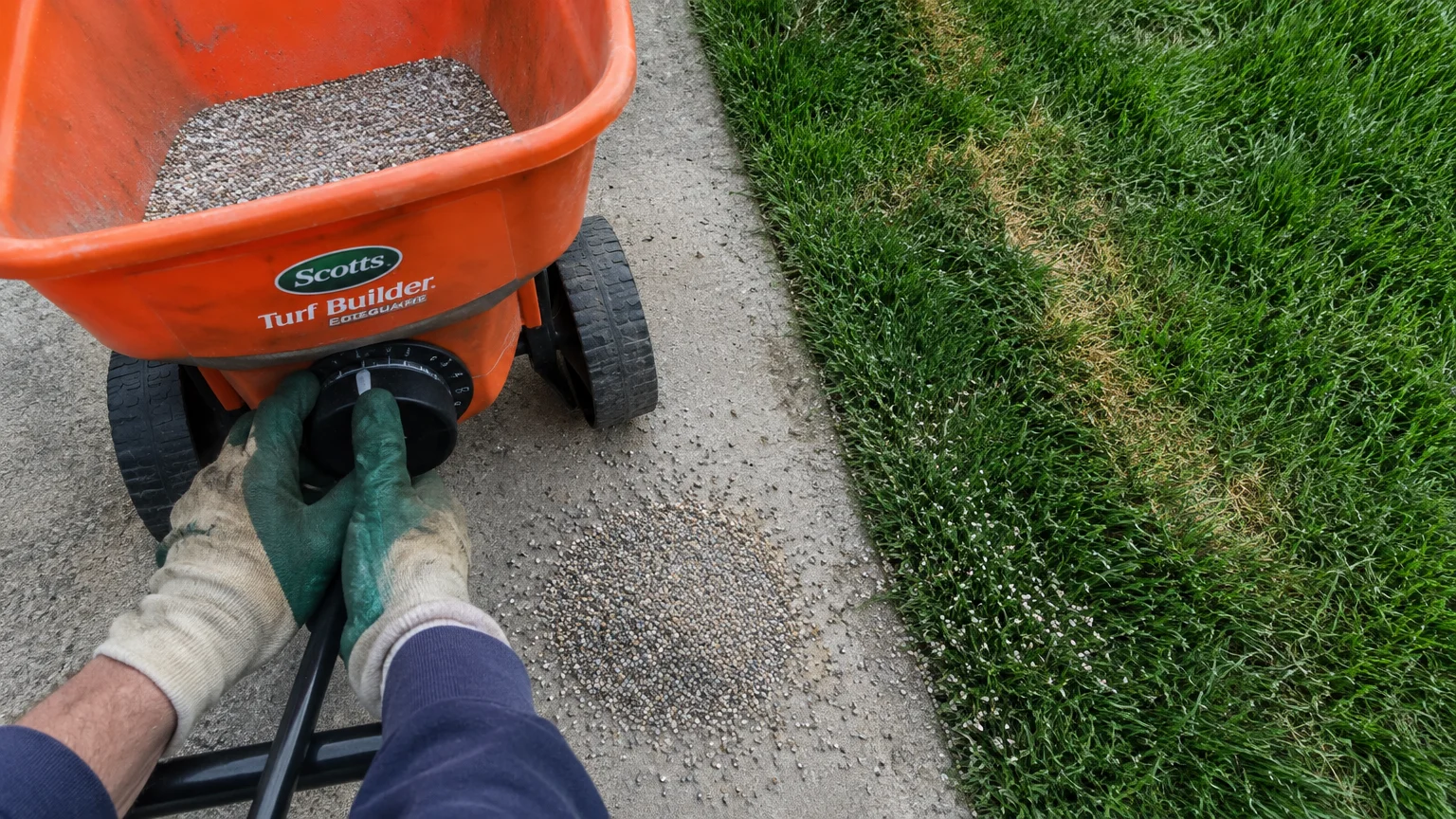 Person in gloves adjusting dial on an orange fertilizer spreader next to a spill on concrete and yellowing grass edge.