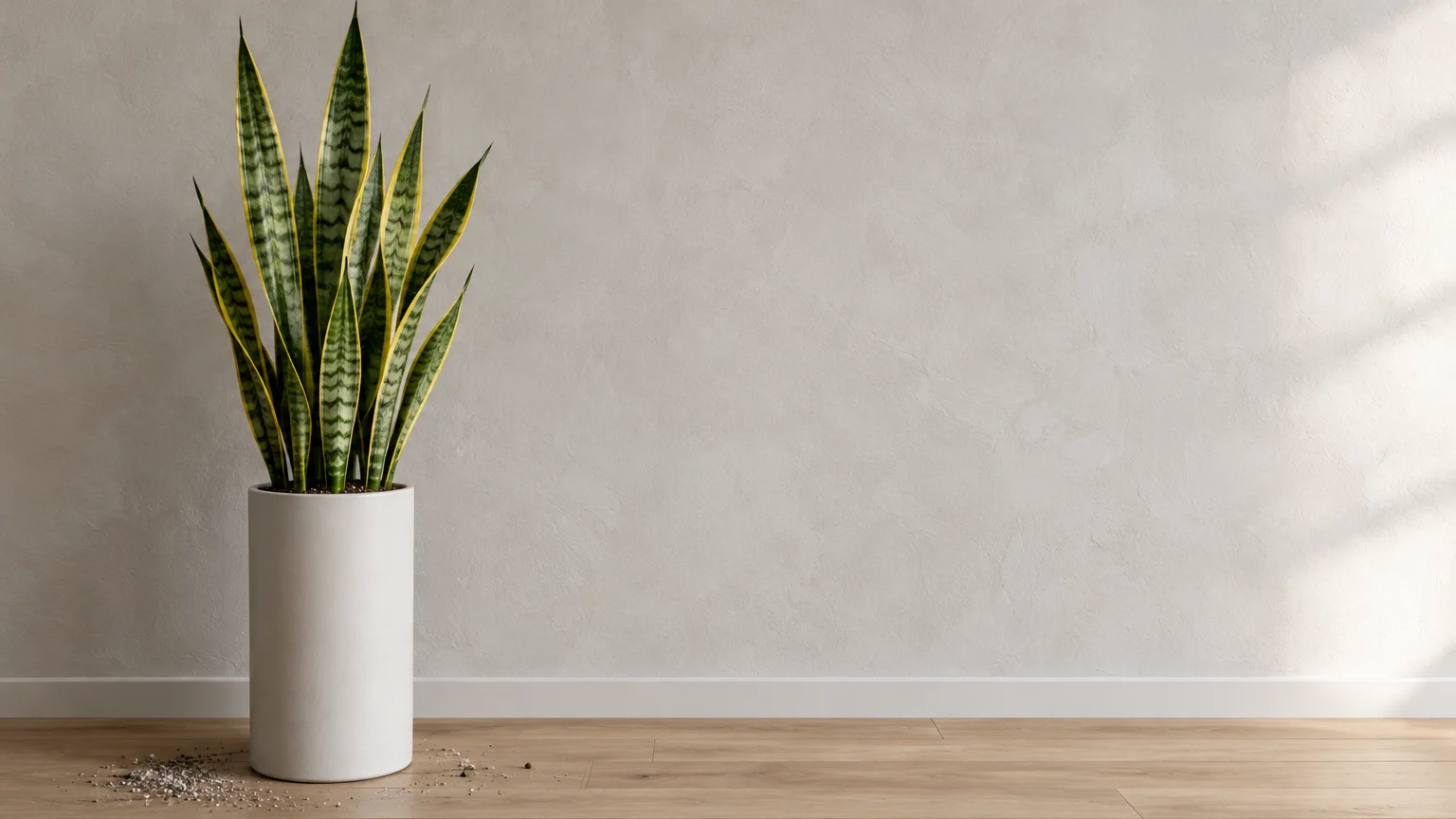 Snake plant with tall variegated leaves in a cylindrical white pot against an empty beige wall on a wooden floor.